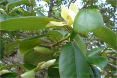 Michelia nilagirica